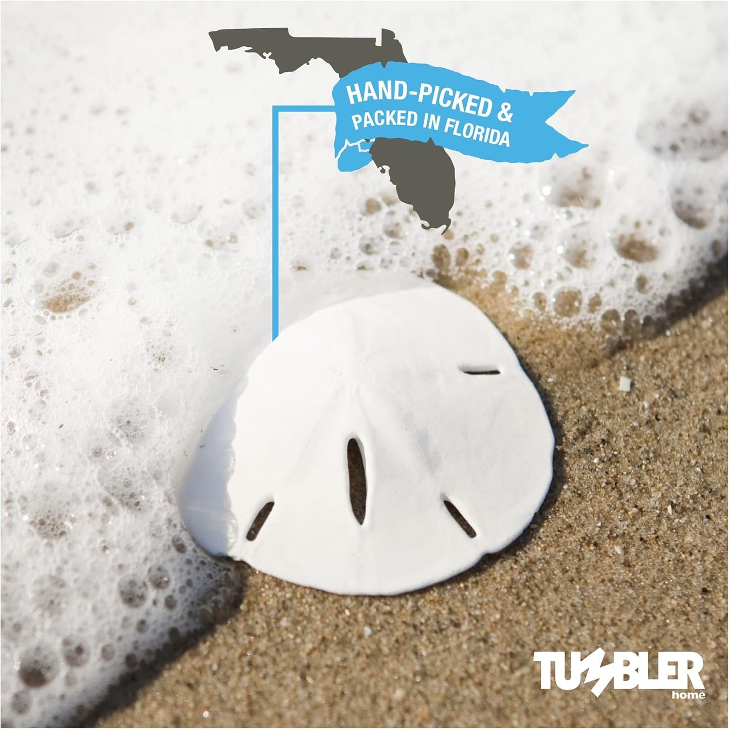 Florida Sand Dollars: 1.25" inch