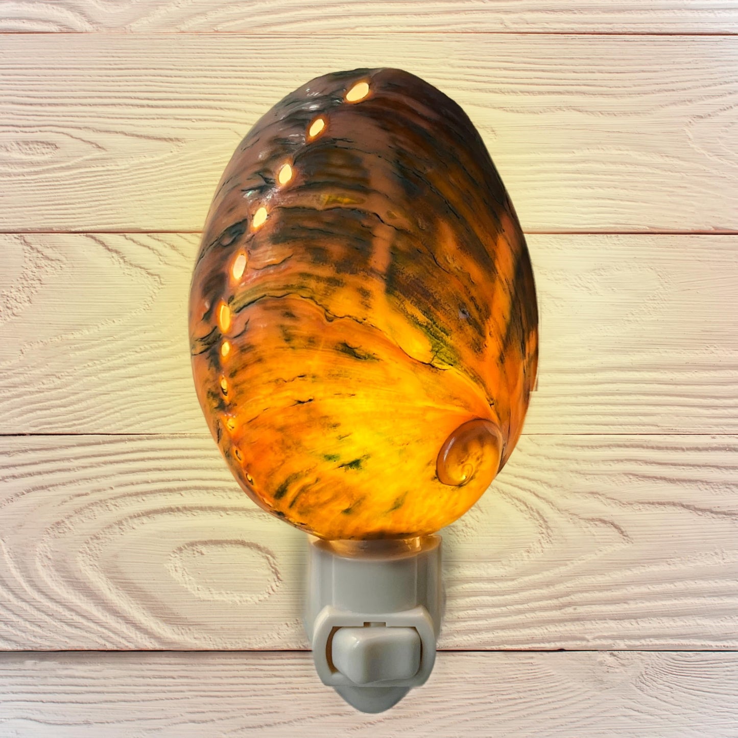 Real Shell Night Lights
