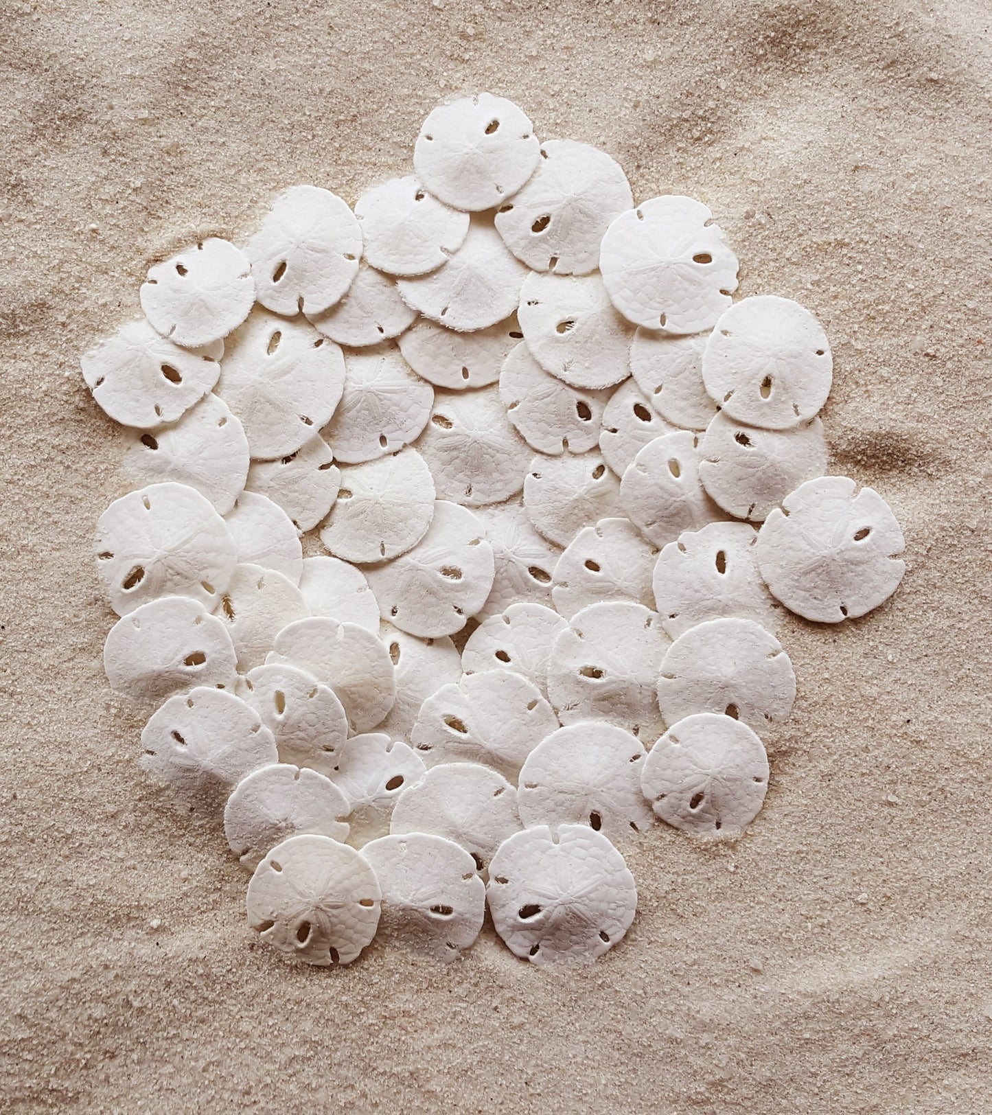 Florida Sand Dollars: Under 1" Inch