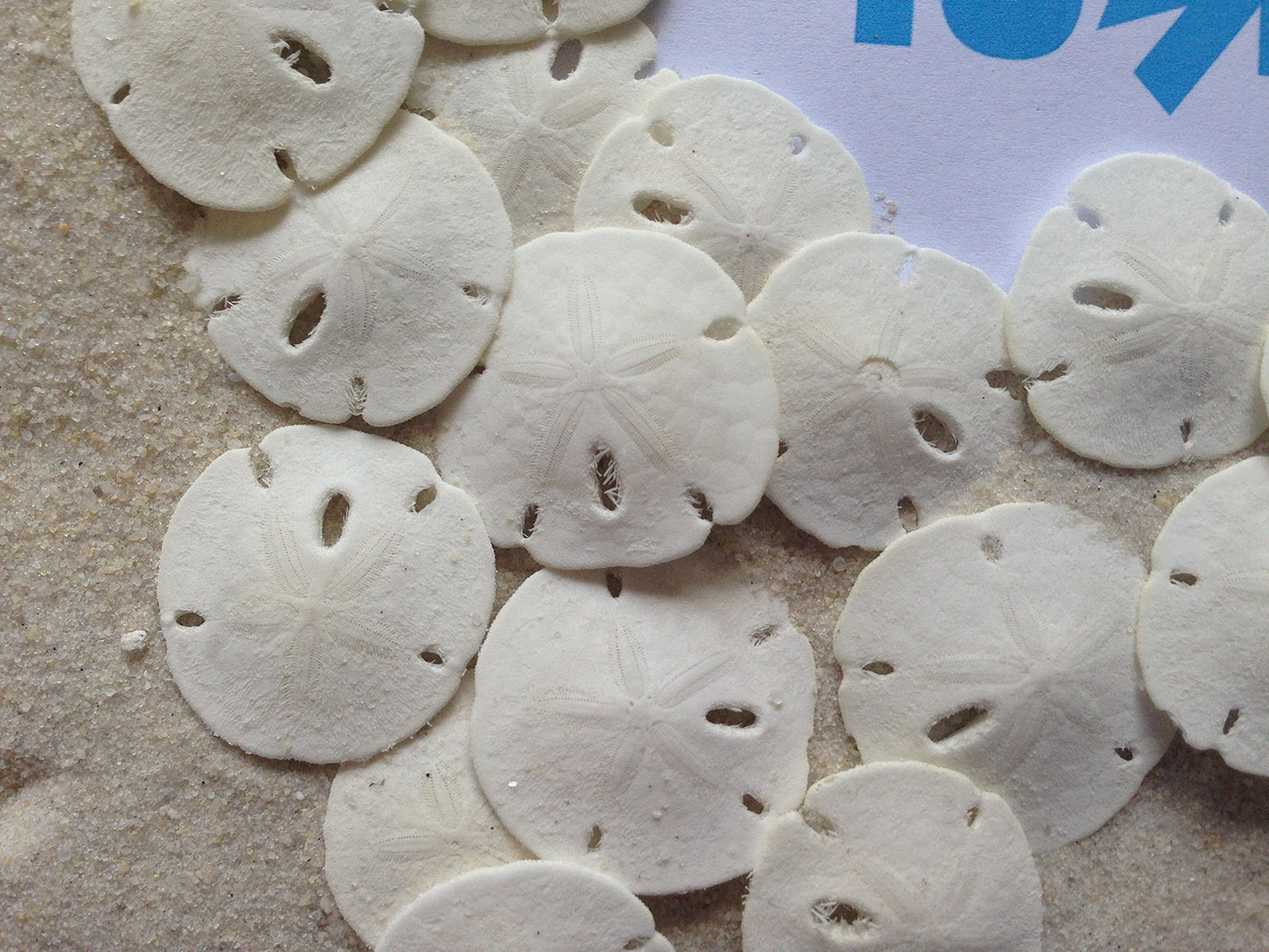 Florida Sand Dollars: Under 1" Inch