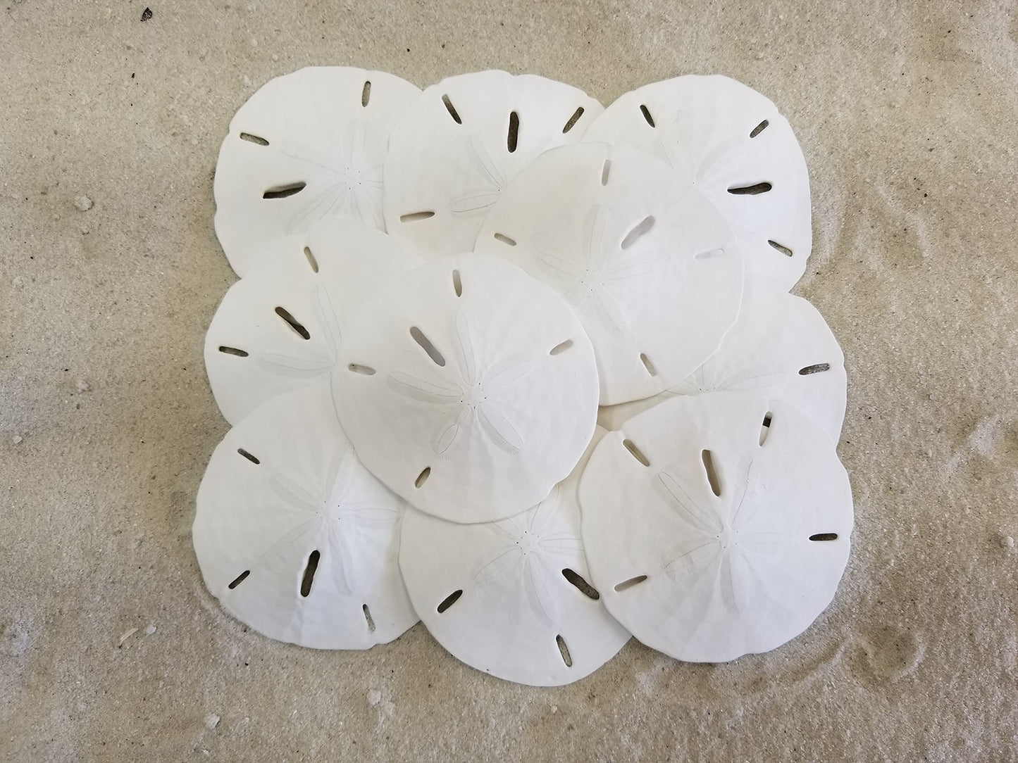 Florida Sand Dollars: 3" inch