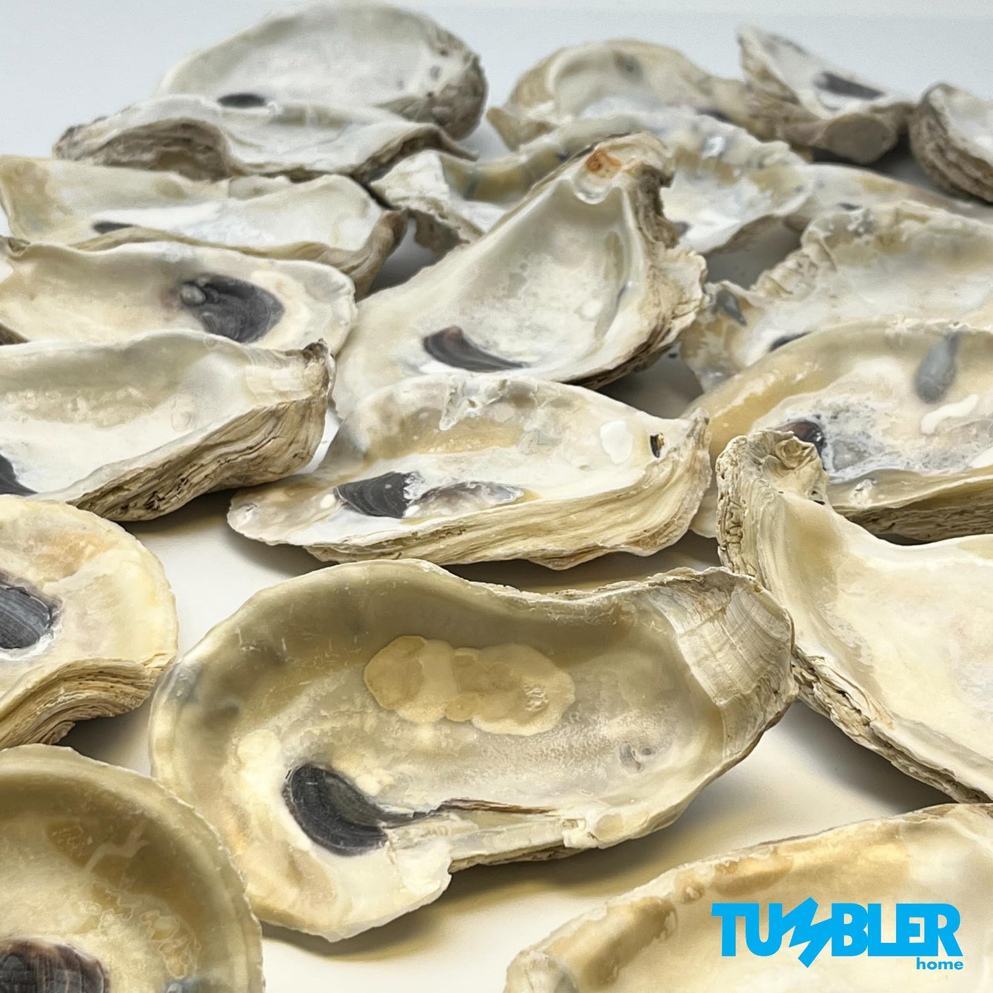 Oyster Shells for Crafts (20 pack)