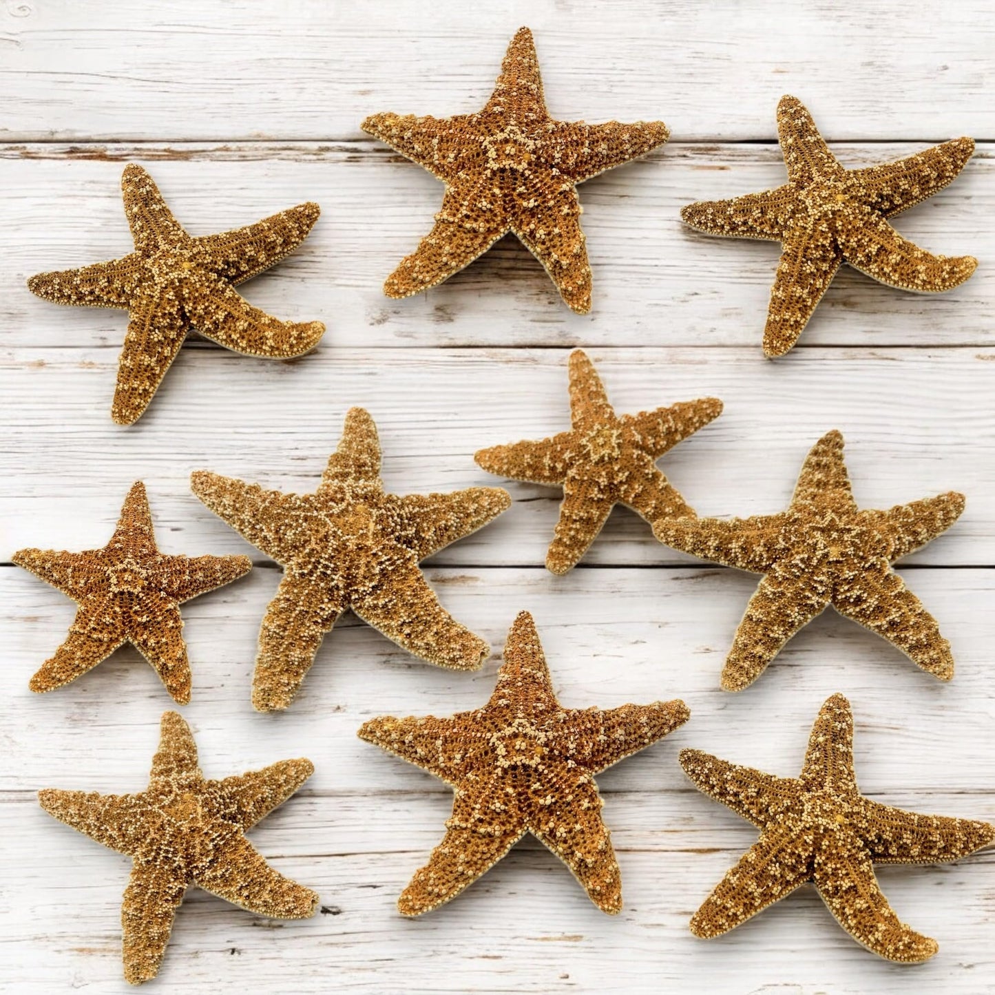 Real Sugar Starfish for Crafts & Decor