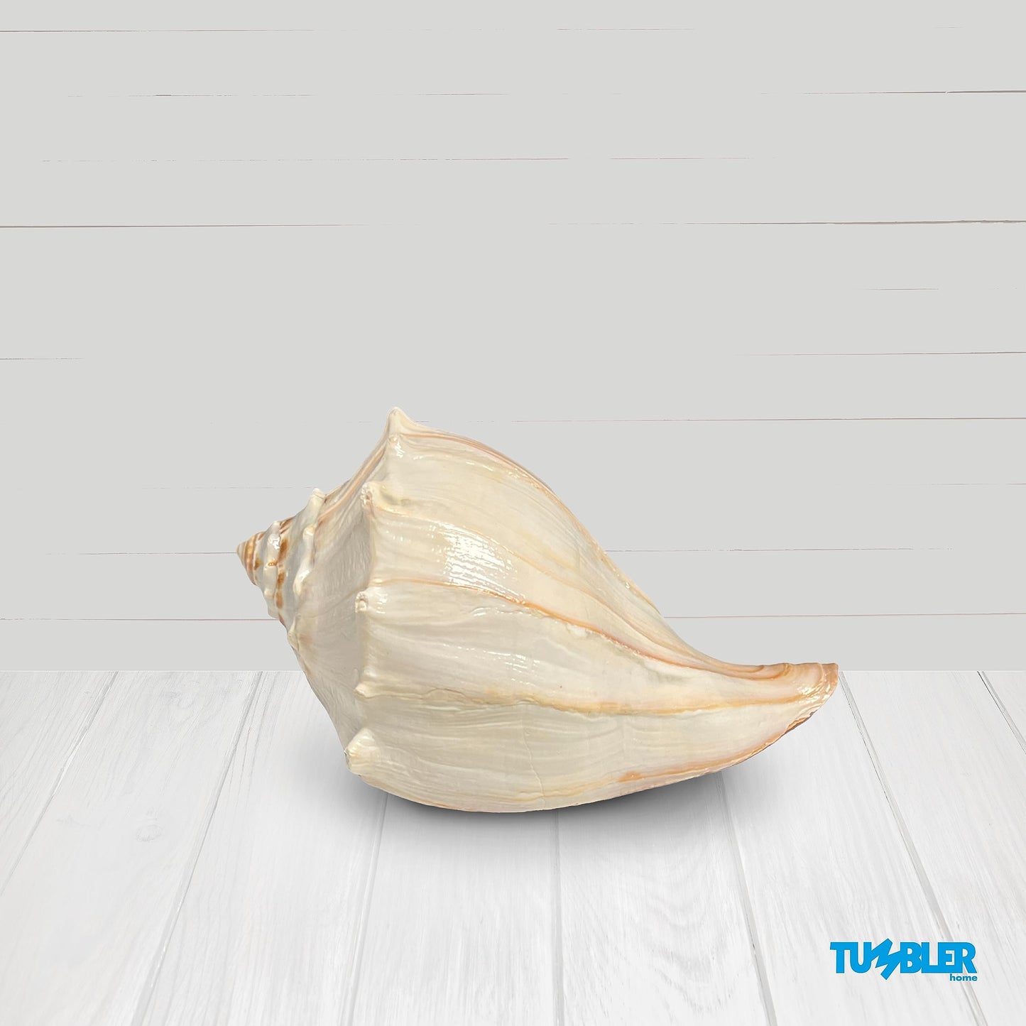 Atlantic Whelk Shell