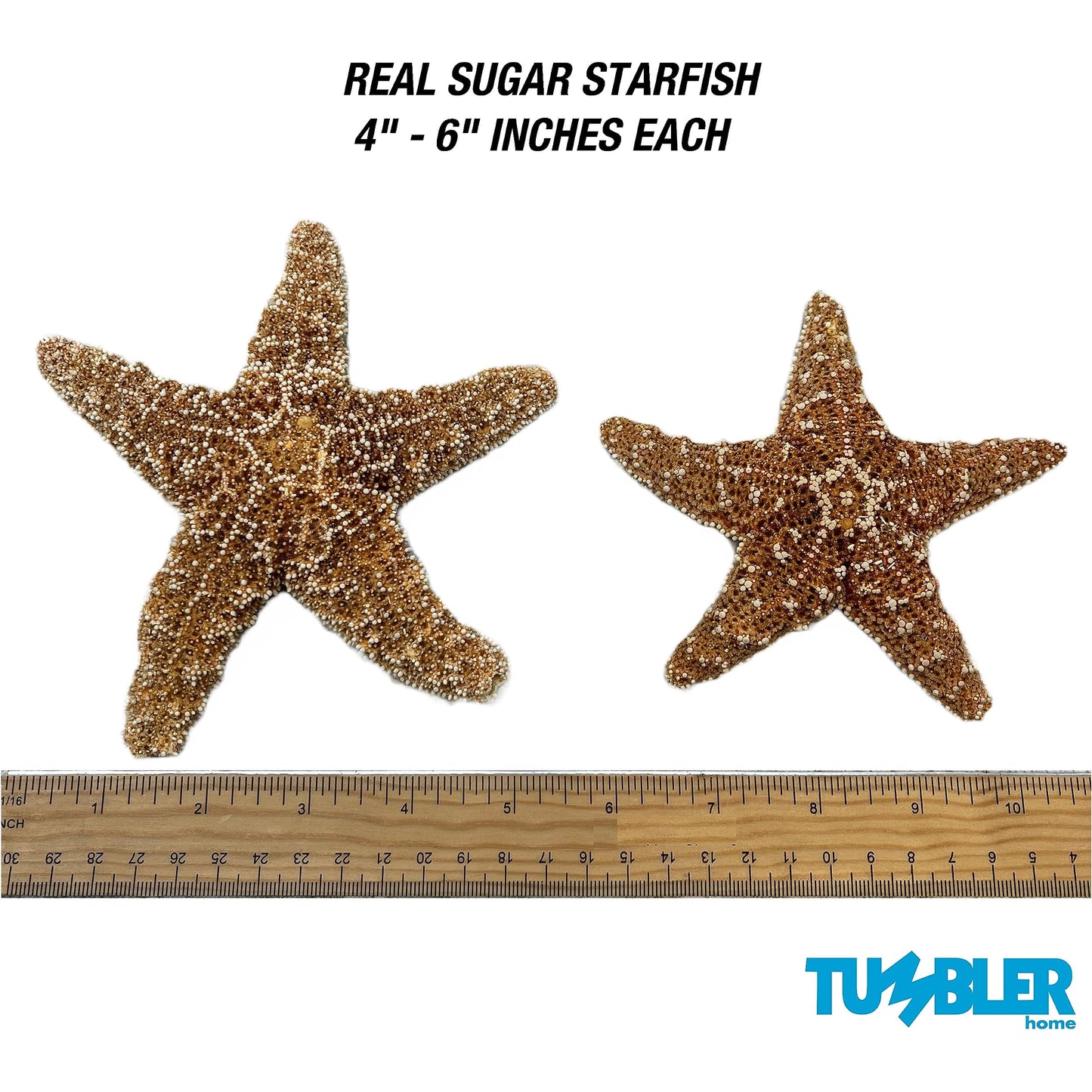 Real Sugar Starfish for Crafts & Decor