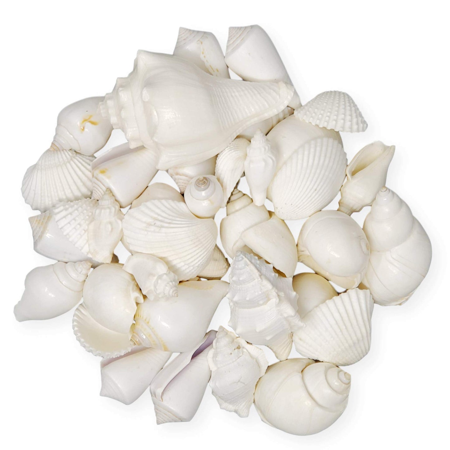 White Seashell Mix