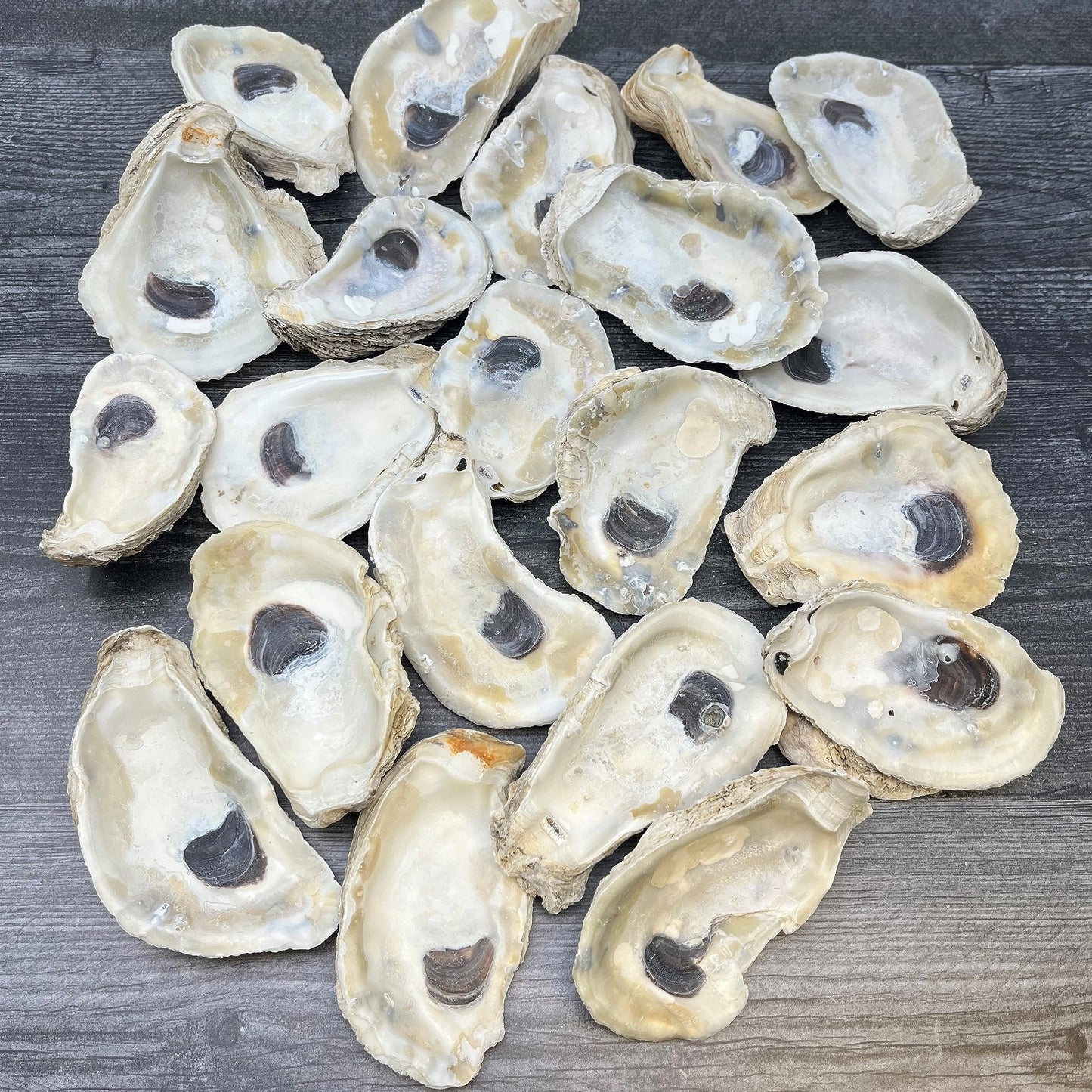 Oyster Shells for Crafts (20 pack)
