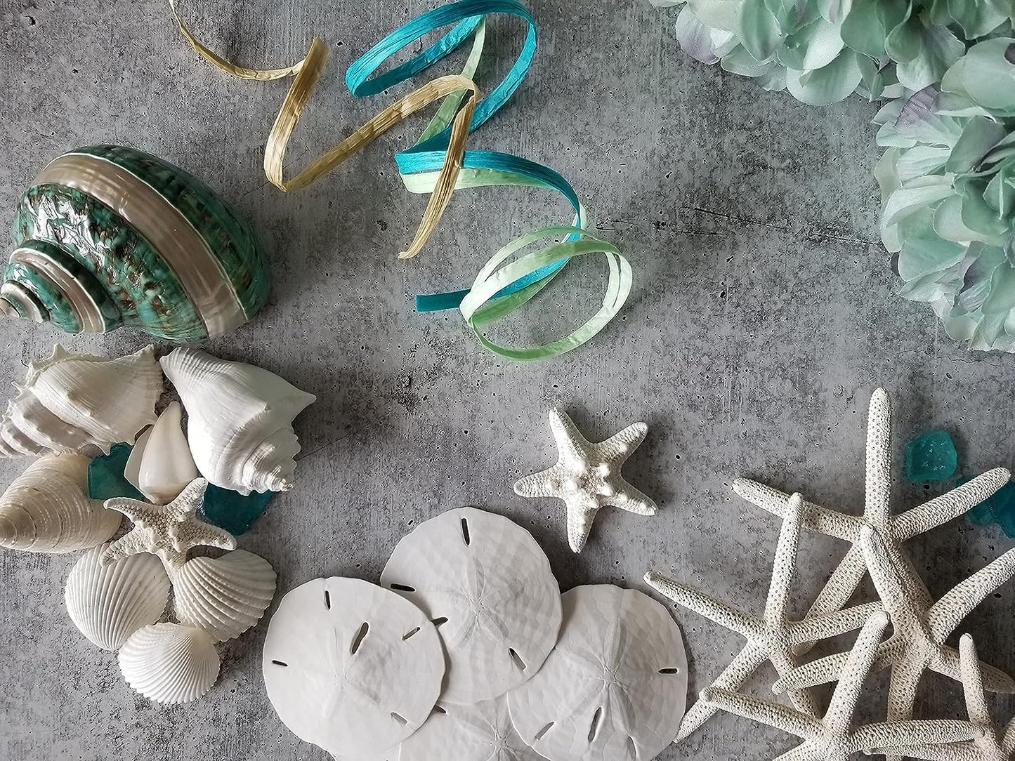 Sand Dollars & Starfish