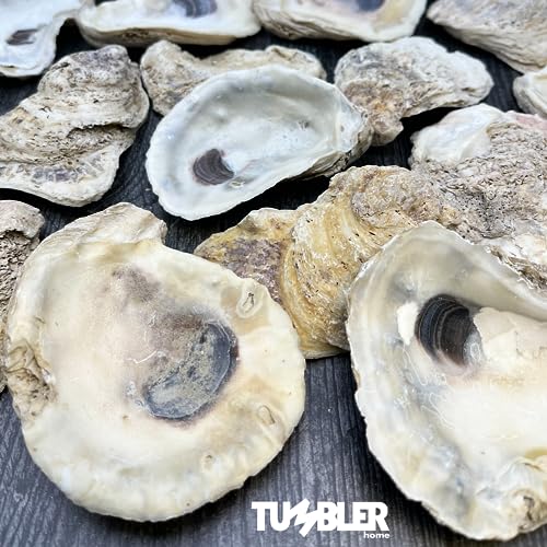 Oyster Shells for Crafts (20 pack)