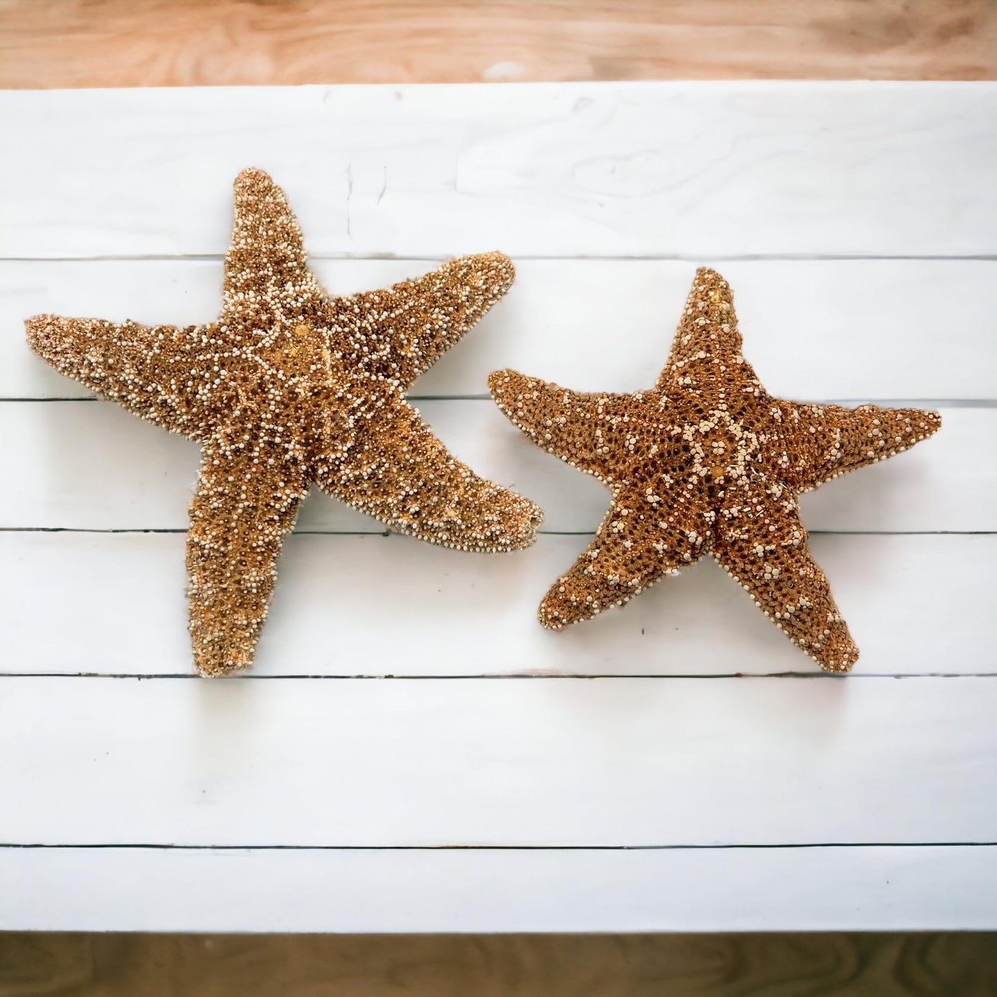 Real Sugar Starfish for Crafts & Decor