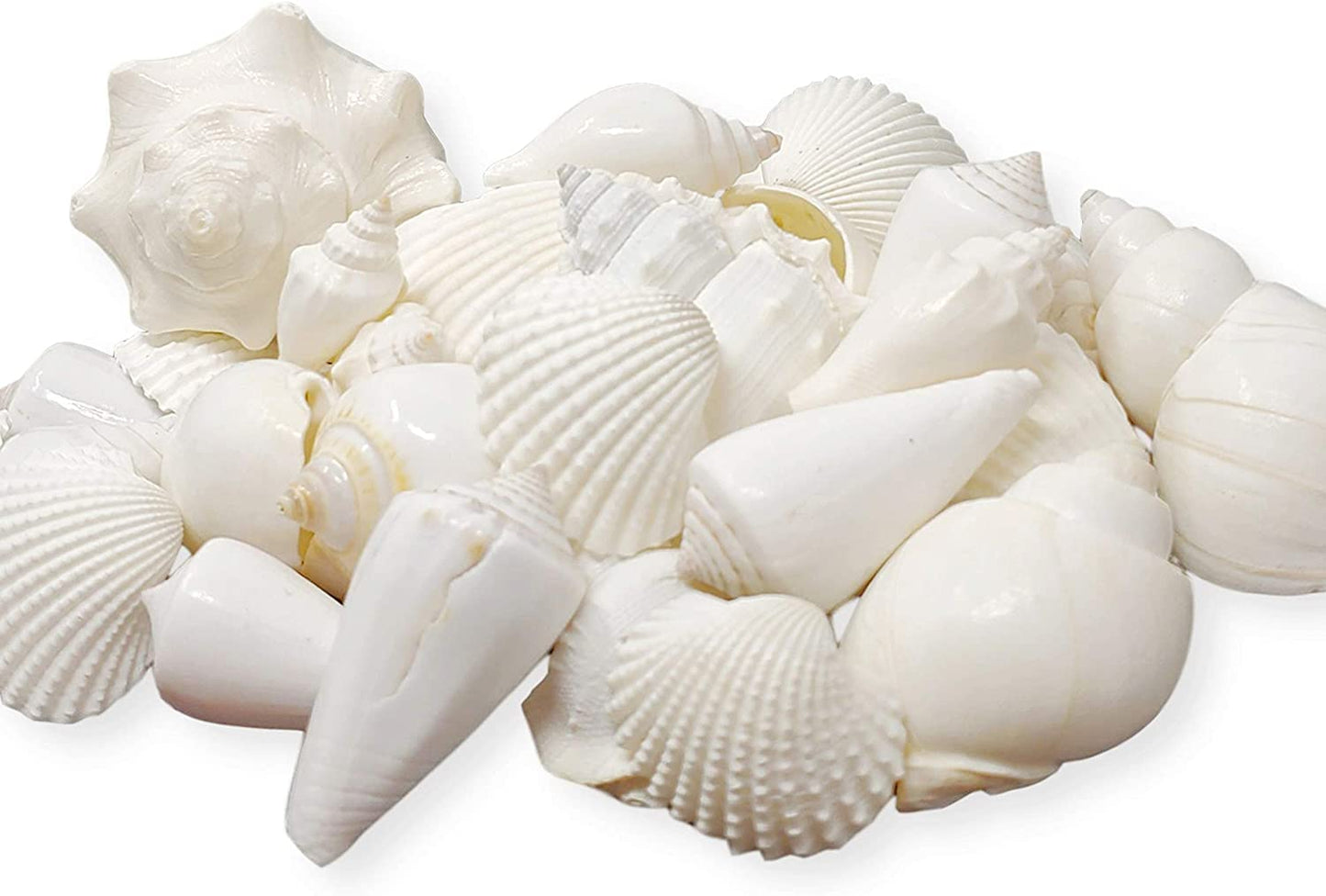 White Seashell Mix