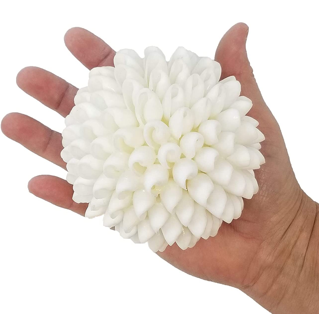 Decorative Shell Ball - 3 Inch