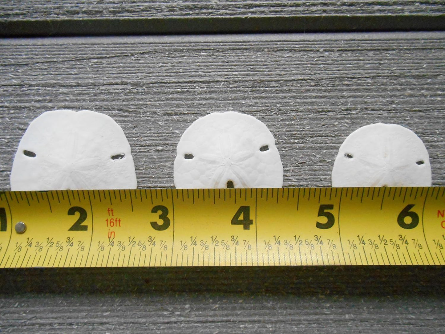Florida Sand Dollars: 1.25" inch