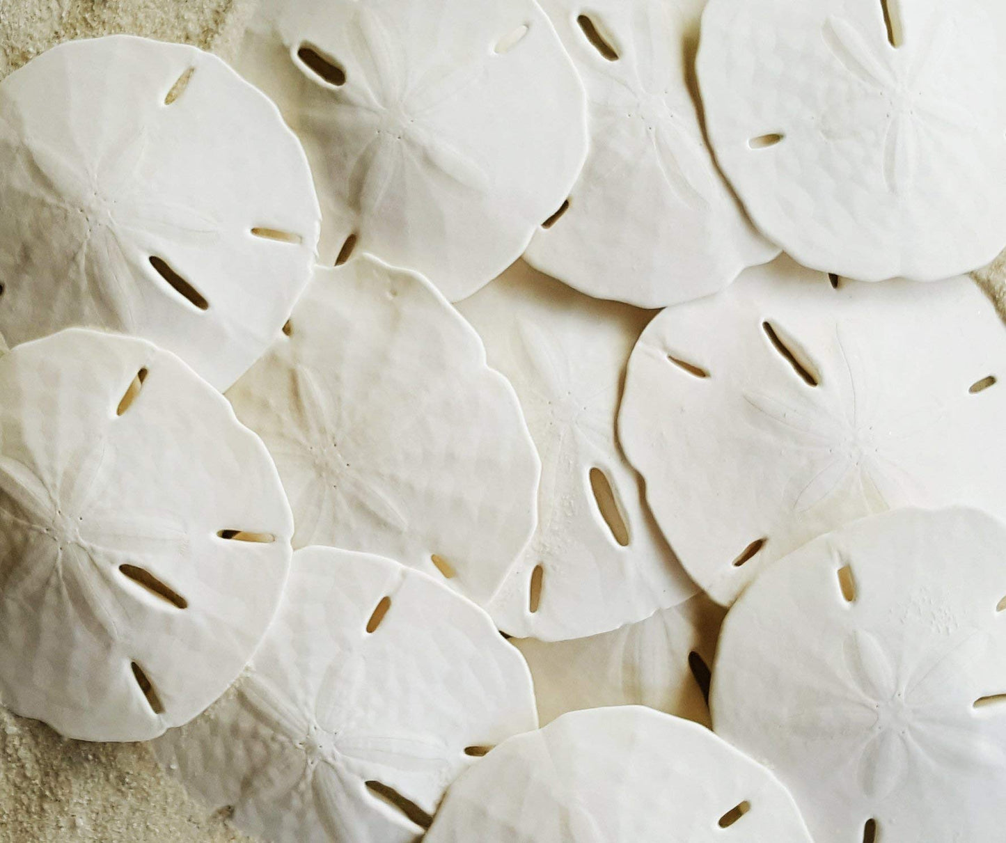 Florida Sand Dollars: 2.5" inch