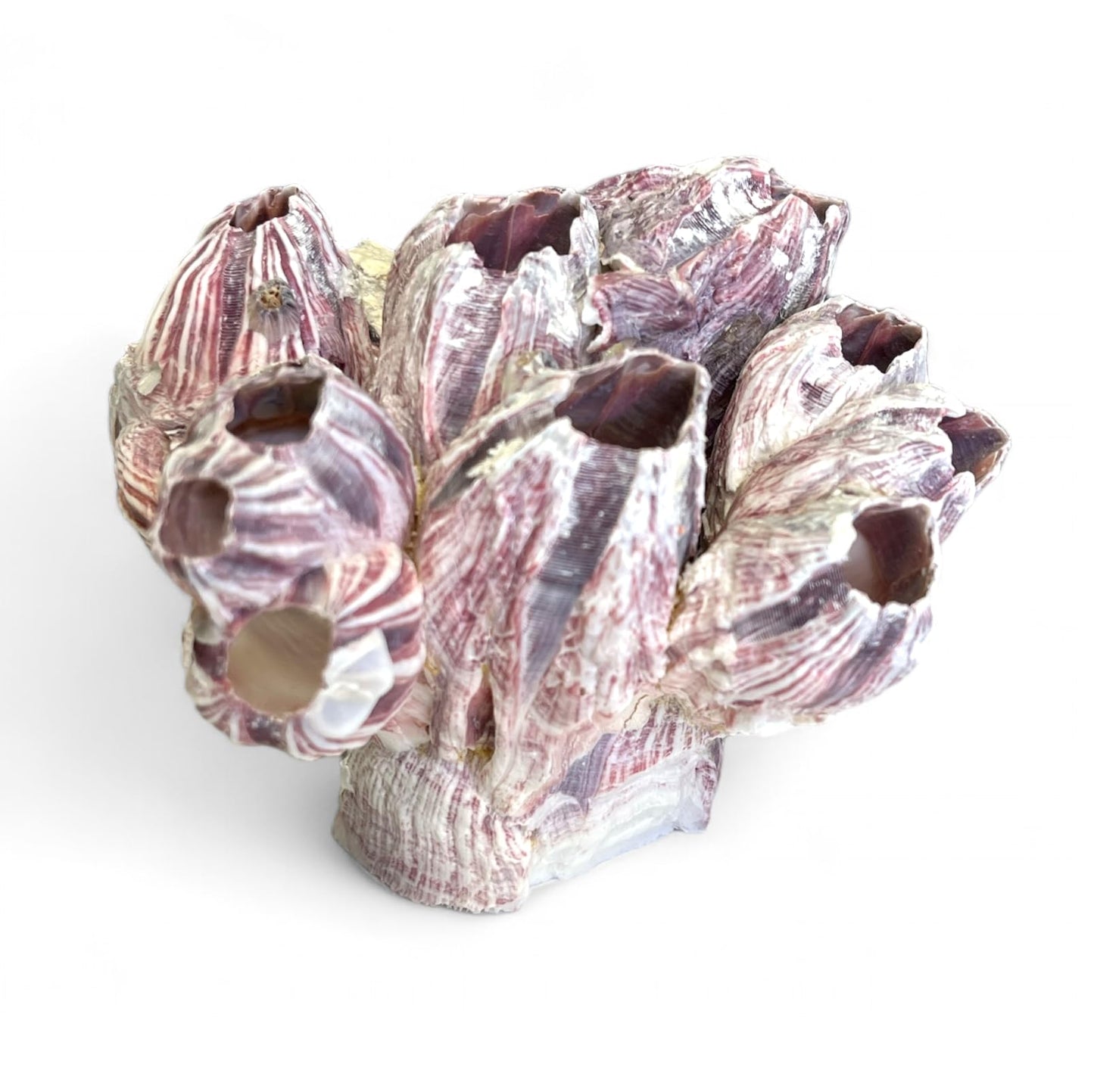 Barnacle Cluster for Aquariums & Decor