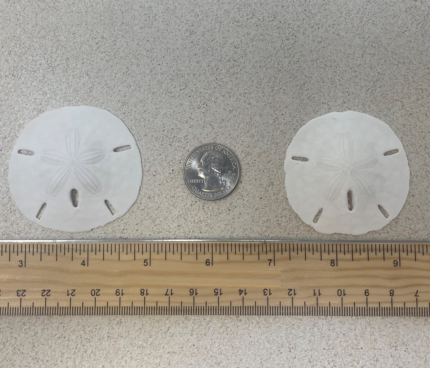Florida Sand Dollars: 2" inch