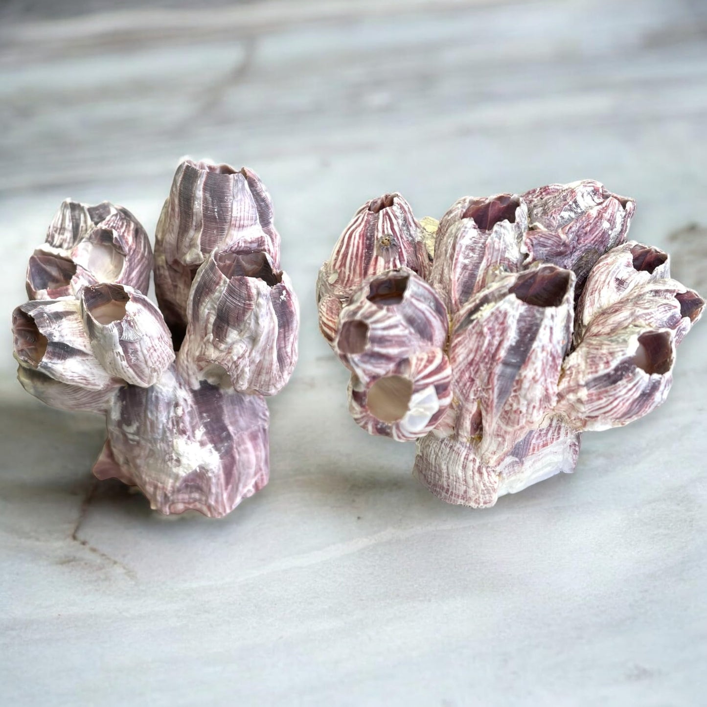 Barnacle Cluster for Aquariums & Decor
