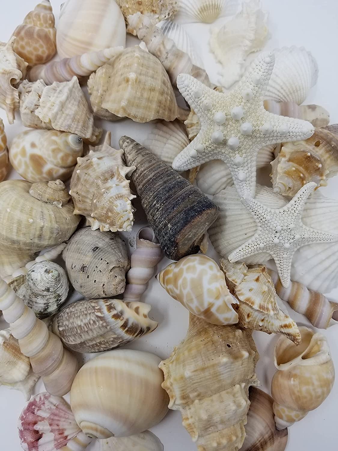 Tan Shell Mix