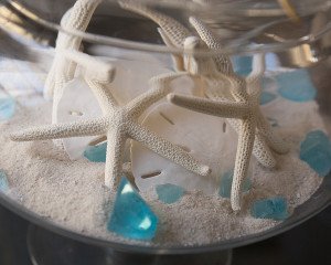 Sand Dollars & Starfish