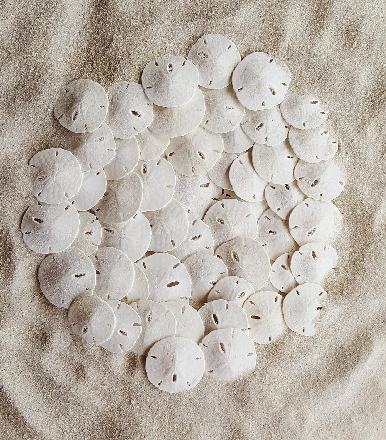 Florida Sand Dollars: 1.25" inch
