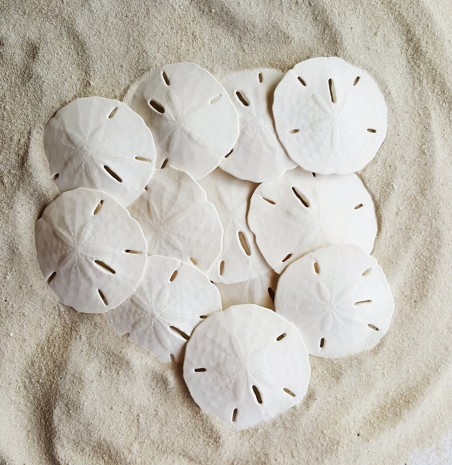 Florida Sand Dollars: 3" inch