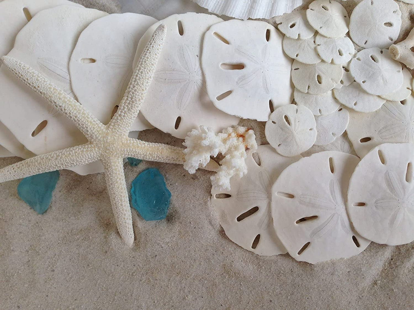 Florida Sand Dollars: 3" inch