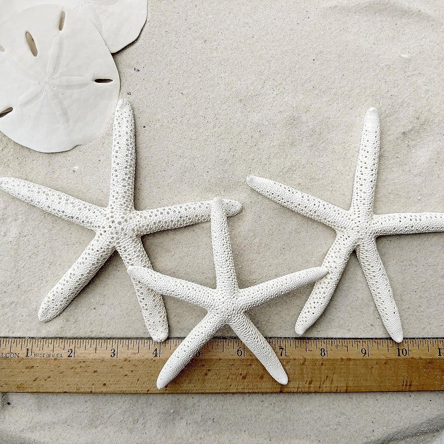 Sand Dollars & Starfish