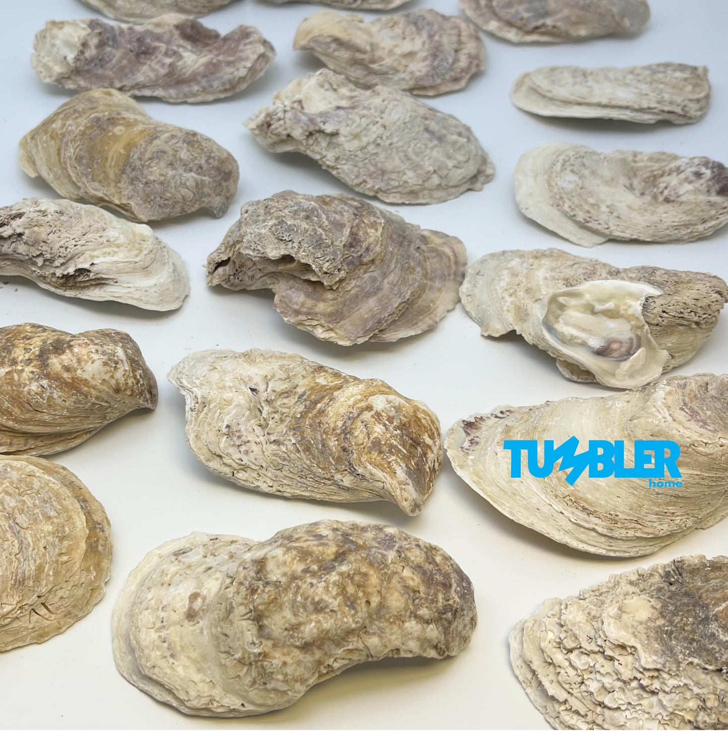 Oyster Shells for Crafts (20 pack)