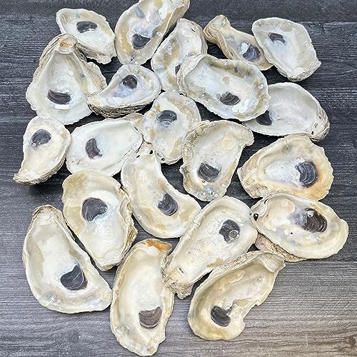 Oyster Shells for Crafts (20 pack)