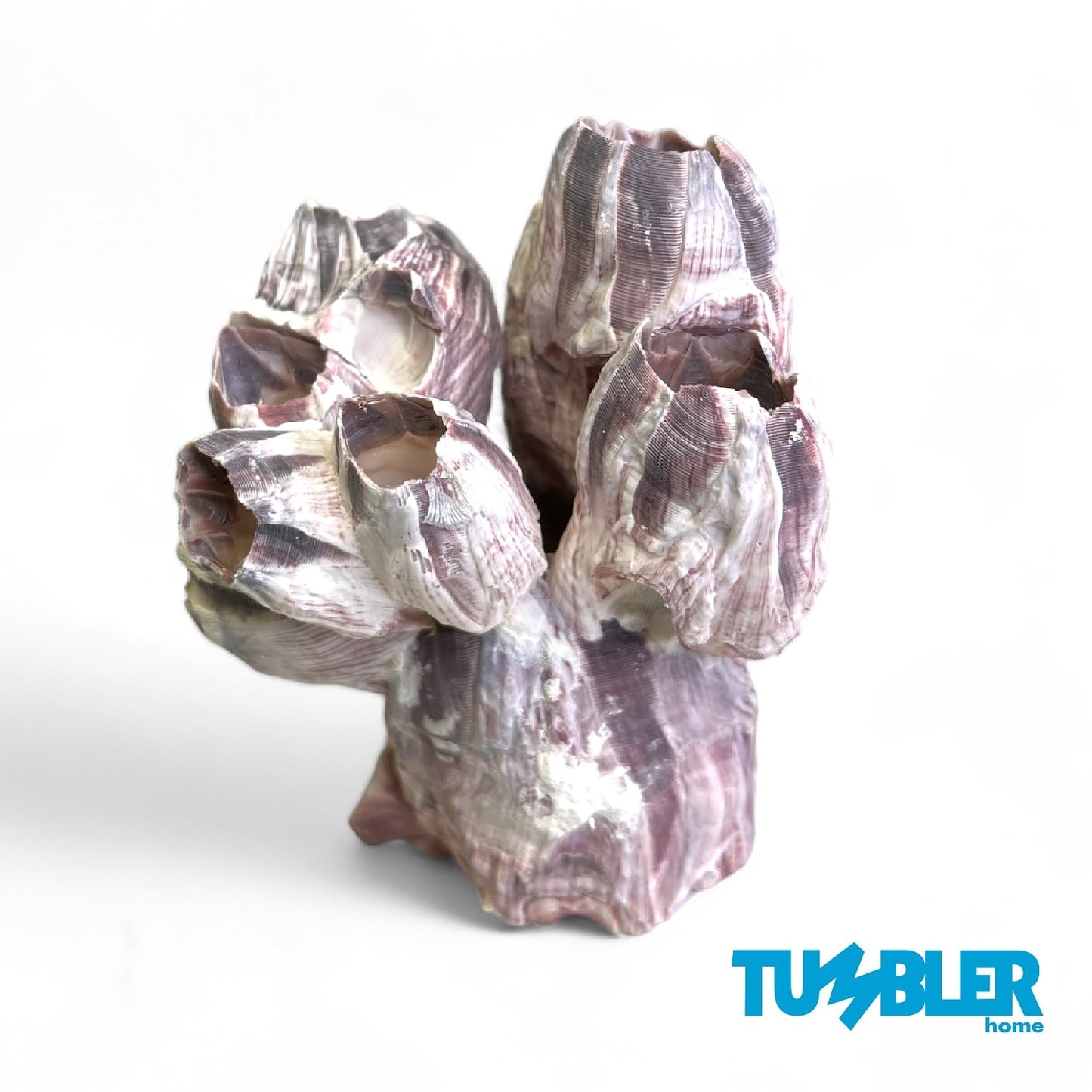 Barnacle Cluster for Aquariums & Decor
