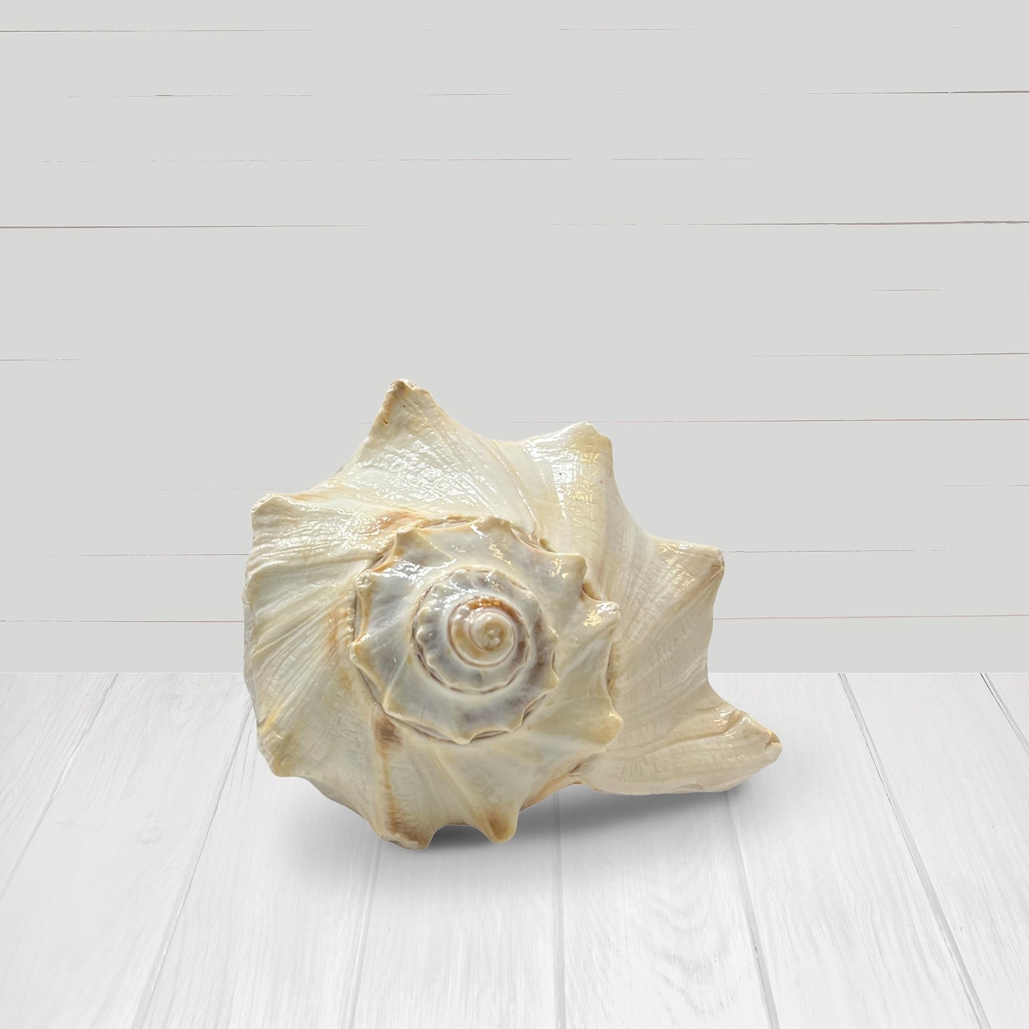 Atlantic Whelk Shell