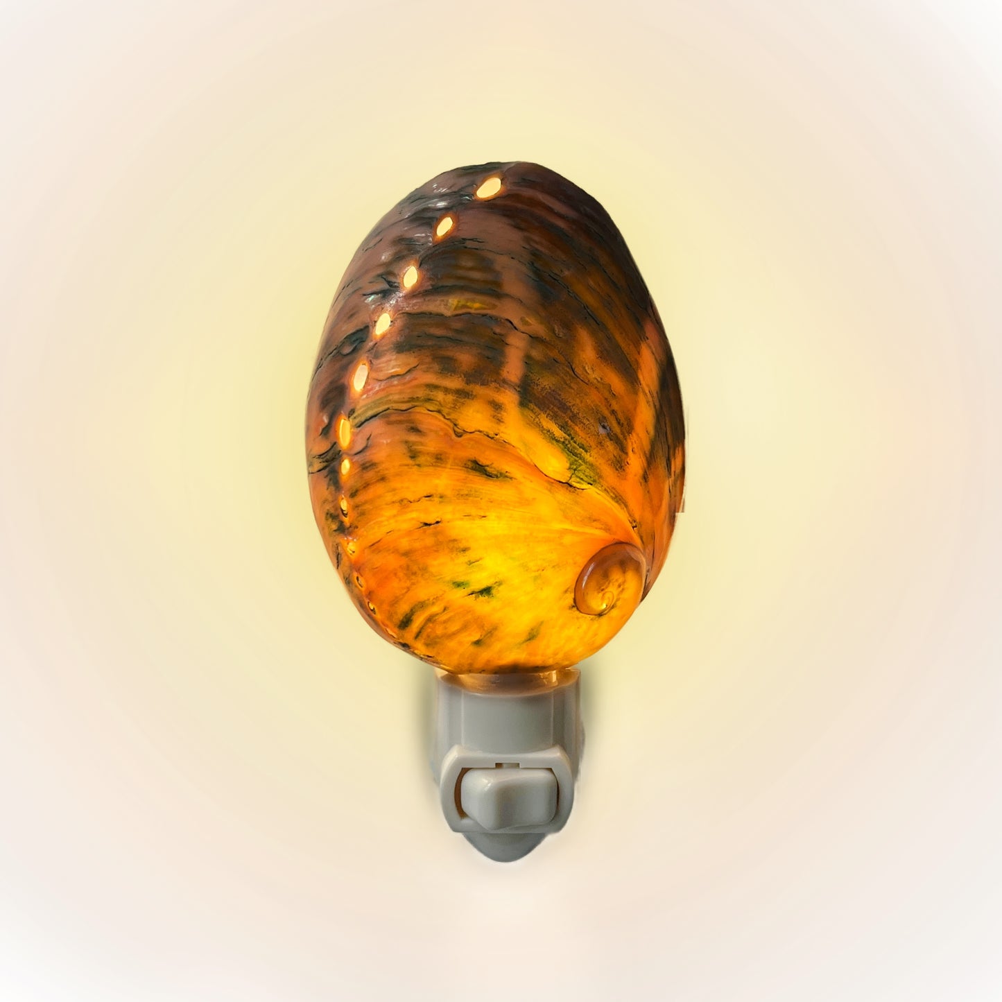Real Shell Night Lights