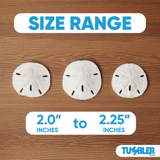 Florida Sand Dollars: 2" to 2.25" Inches