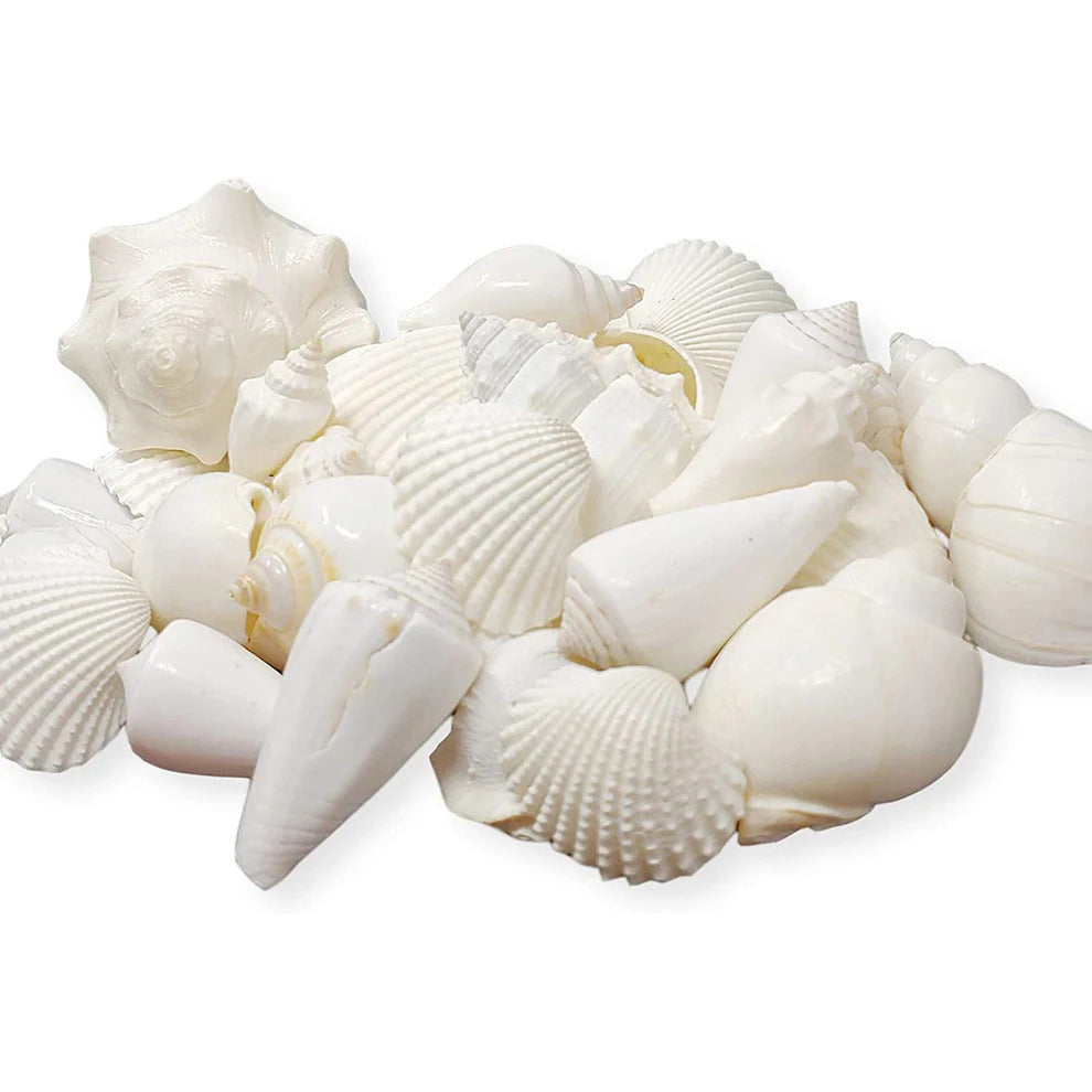 White Seashell Mix
