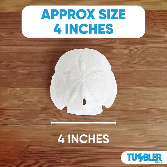 Florida Sand Dollars: 4" Inches