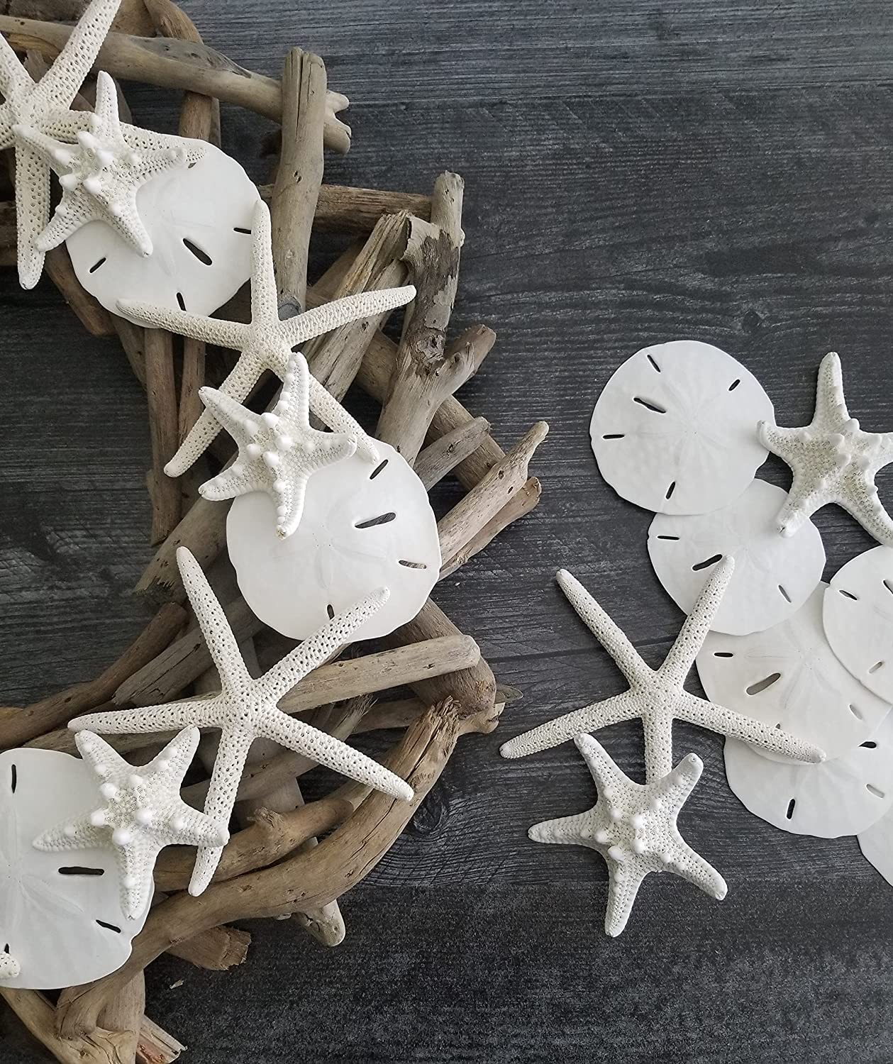 Florida Sand Dollars: 3" inch