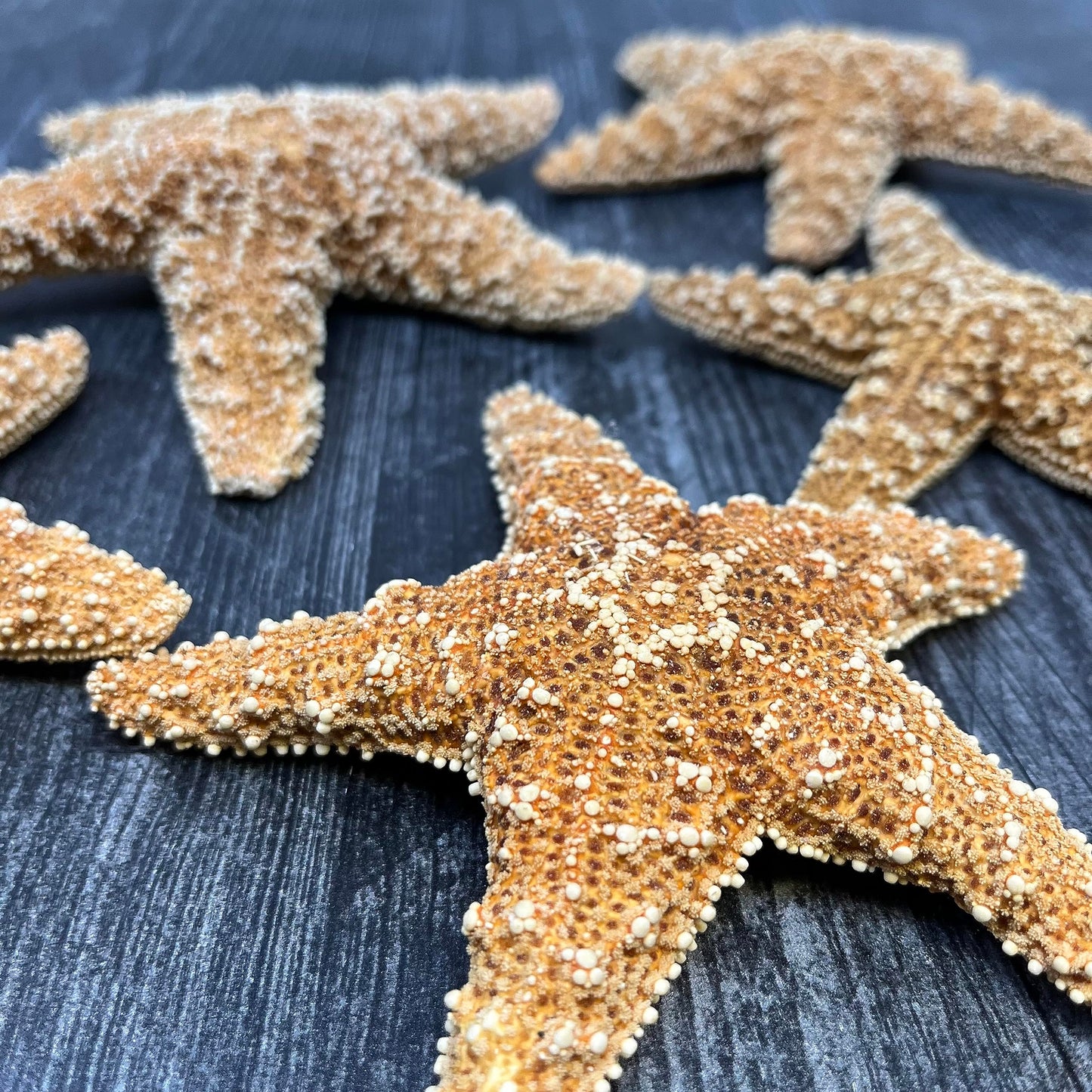 Real Sugar Starfish for Crafts & Decor