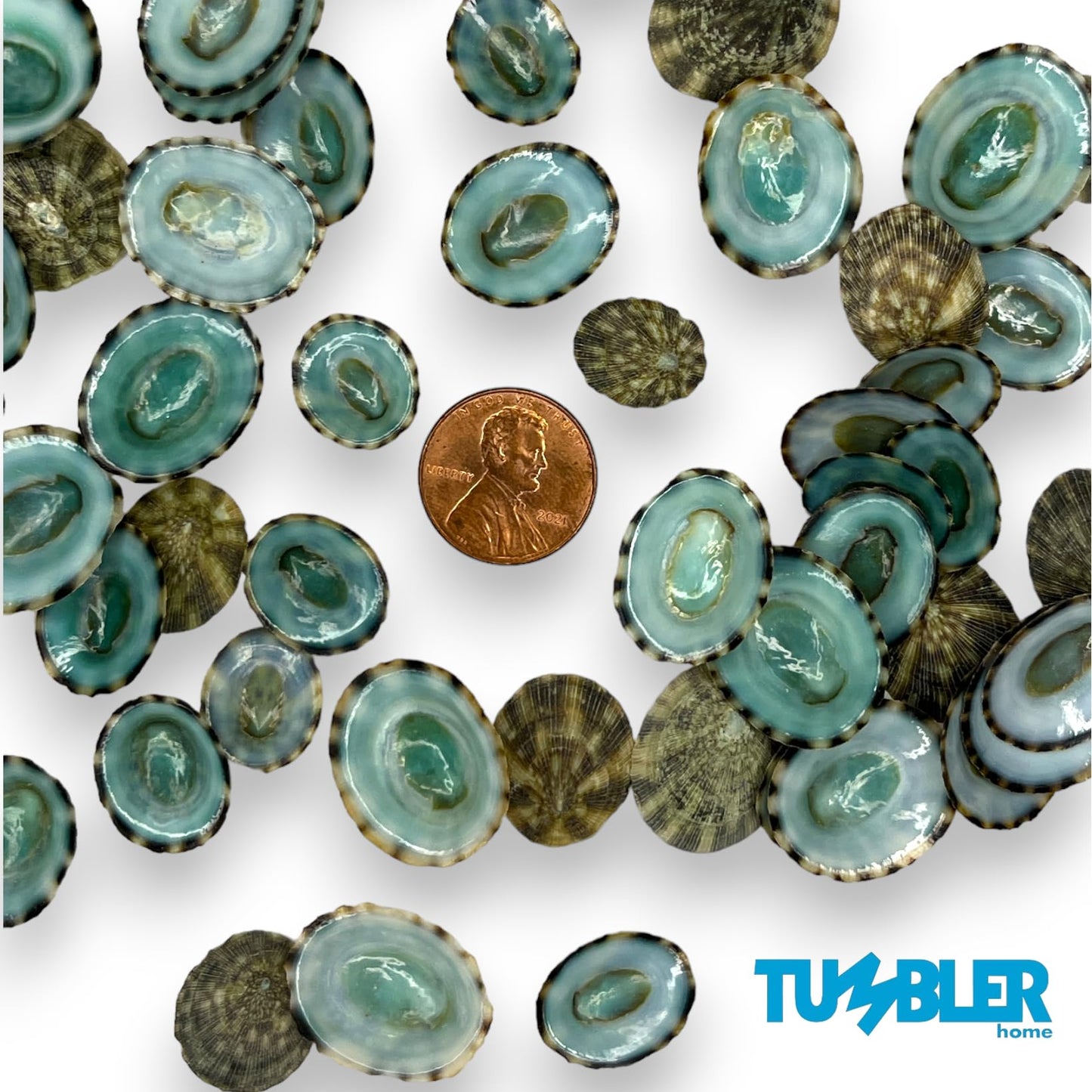 Green Limpet Shells for Crafting (40pcs)