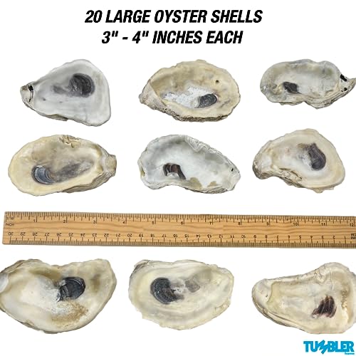 Oyster Shells for Crafts (20 pack)