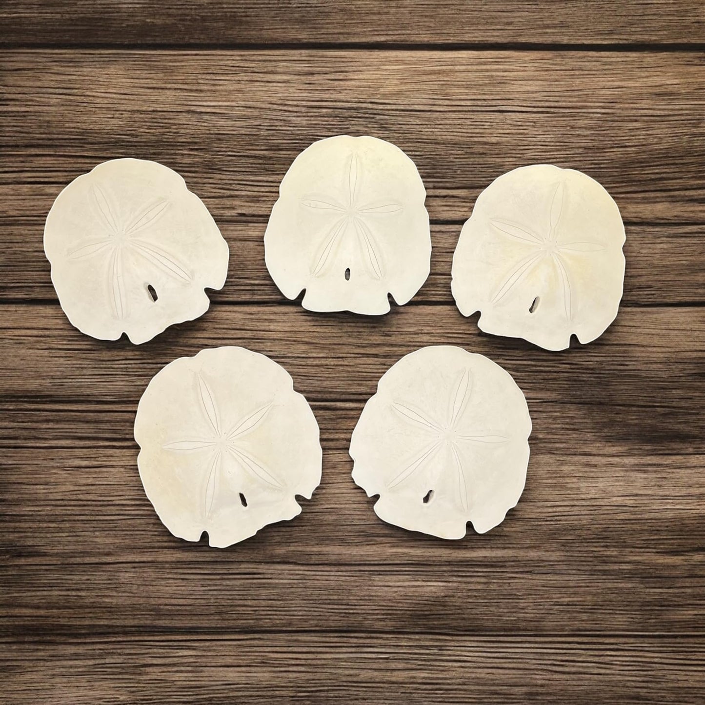 Florida Sand Dollars: 4" inch