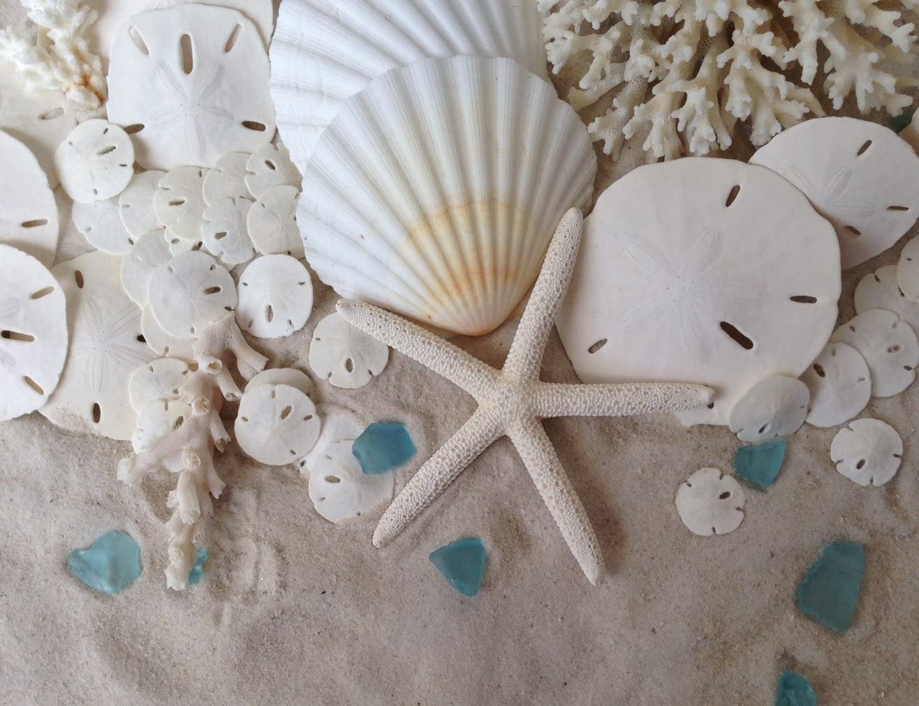 Florida Sand Dollars: 2" inch