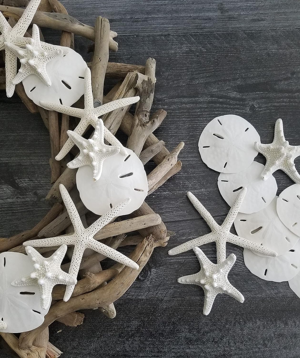 Sand Dollars & Starfish