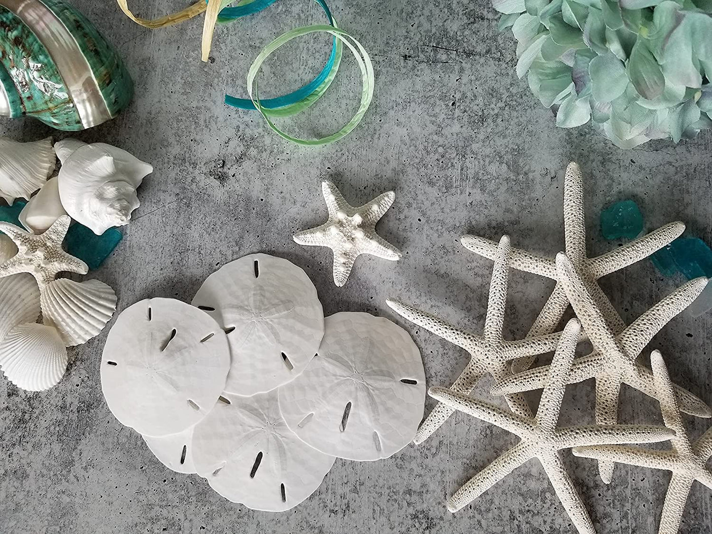 Florida Sand Dollars: 2.5" inch