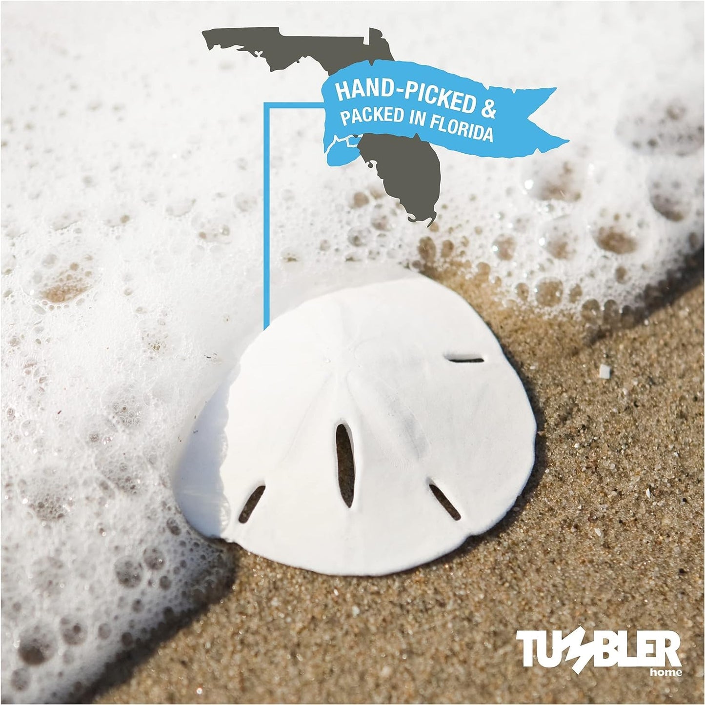 Florida Sand Dollars: 4" inch