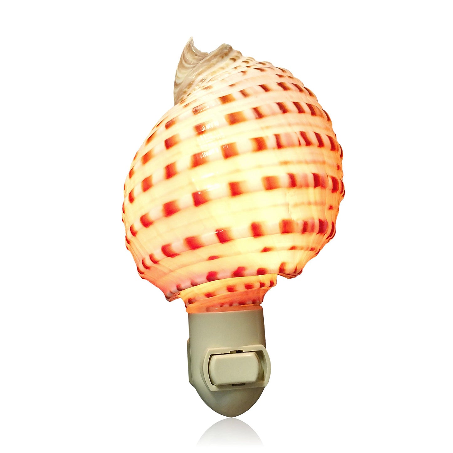 Real Shell Night Lights