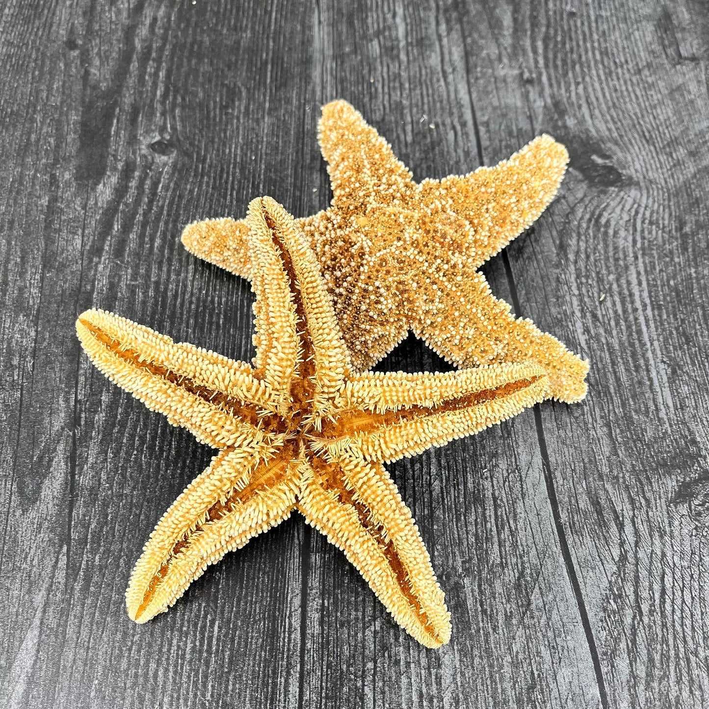 Real Sugar Starfish for Crafts & Decor
