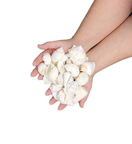 White Seashell Mix