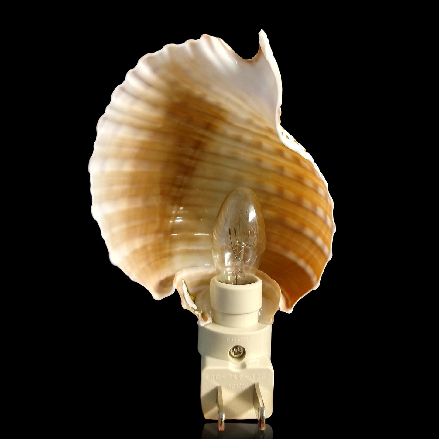Real Shell Night Lights