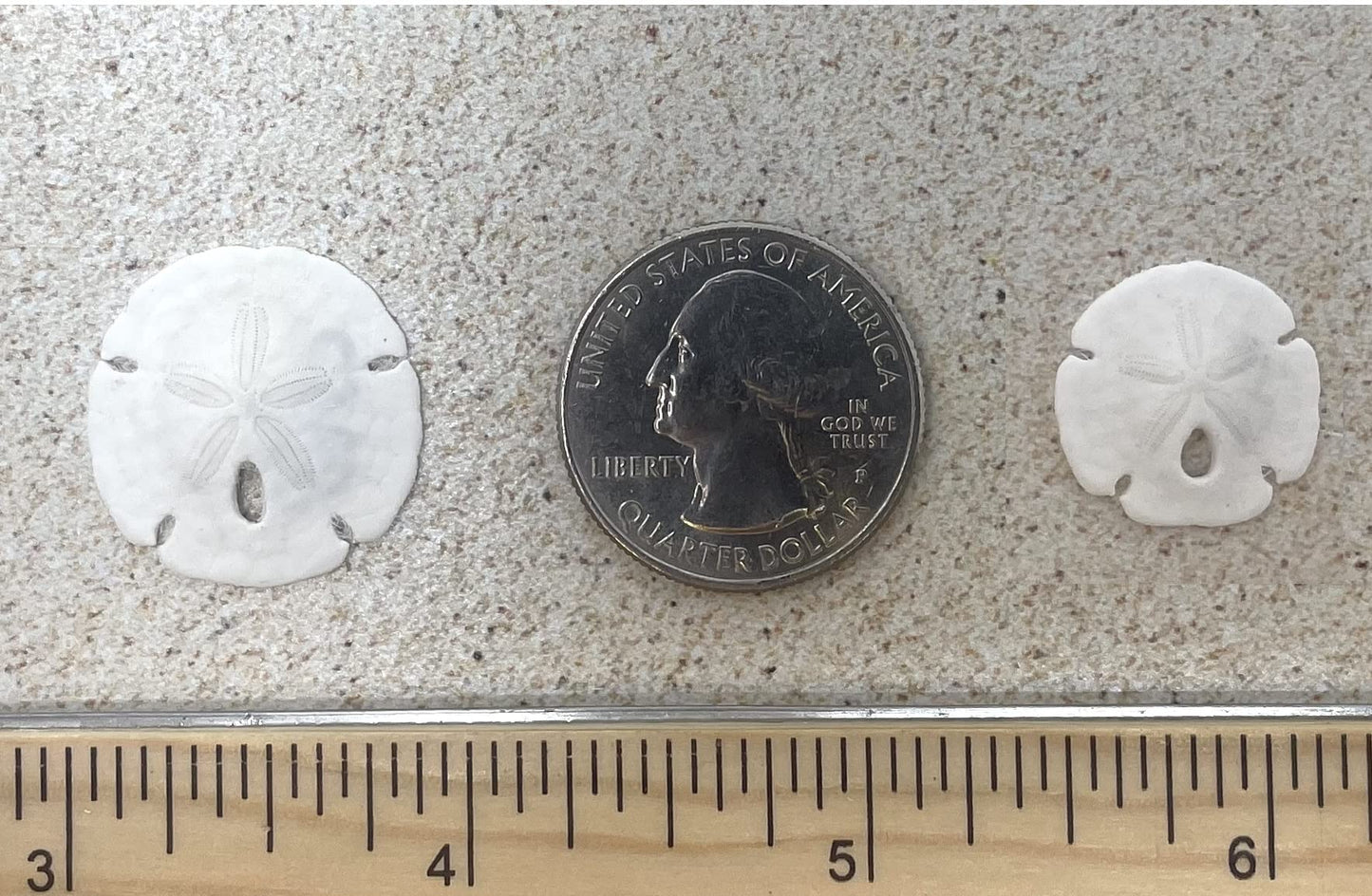 Florida Sand Dollars: Under 1" Inch