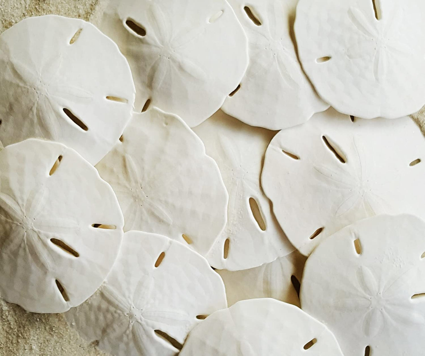 Florida Sand Dollars: 2.5" inch